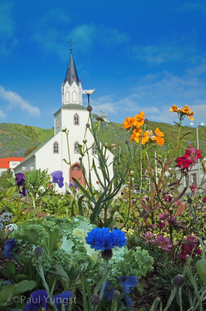 Northern Iceland Flowers in Bloom - Art of the Medicine Wo/Man